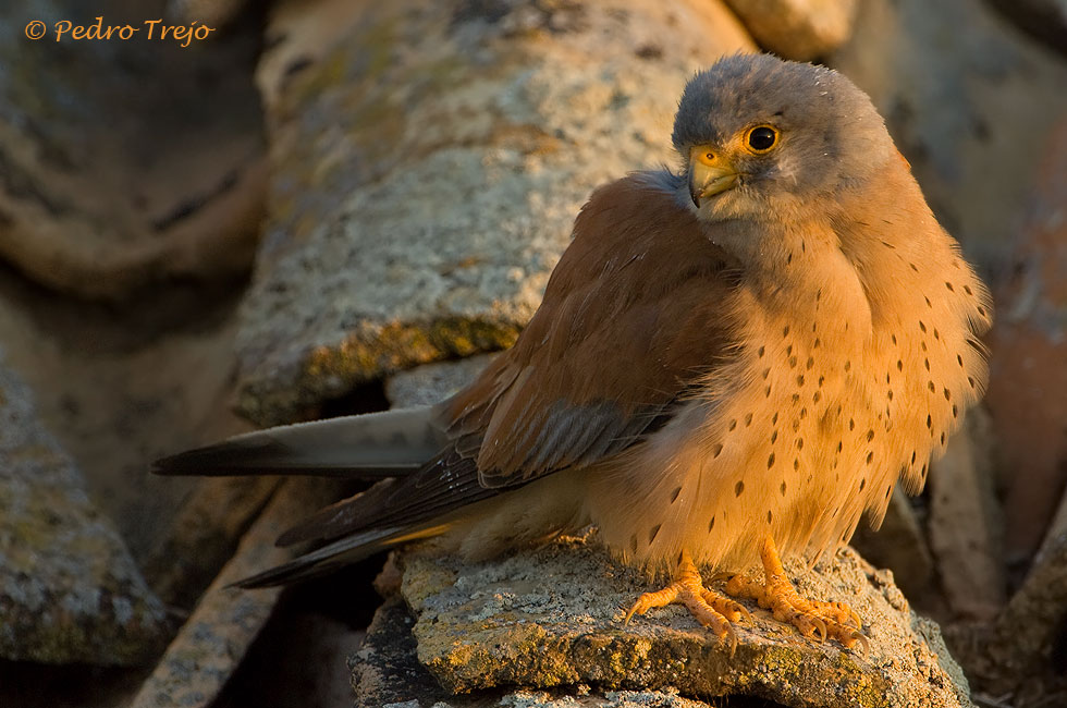 Cernicalo primilla  (Falco naumanni)